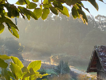 Scenic view of tree mountain against sky