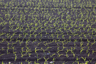 Seedlings growing in a farm field