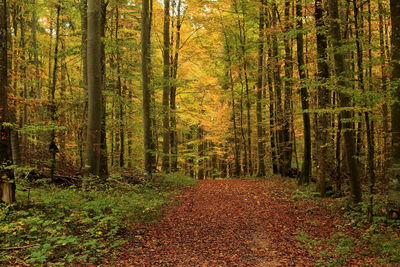 Trees in forest