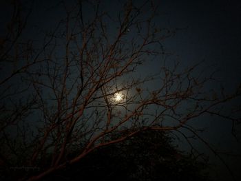 Low angle view of bare tree against moon at night