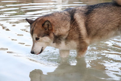 View of dog drinking water