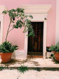 Old san juan wooden door