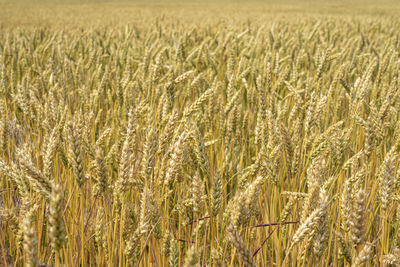 Ears of wheat swing in the wind