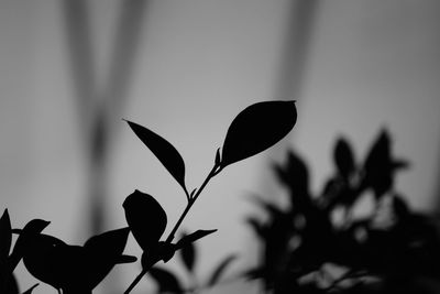 Close-up of flowering plant against sky