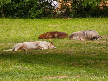 Sheep resting in a field