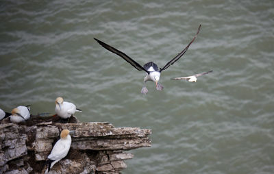 Black browed albatross gliding over the cliff tops