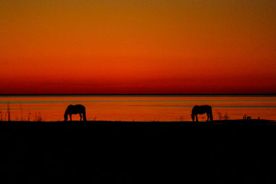 Silhouette of horse grazing on orange sunset