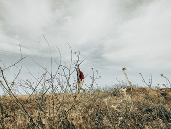Dry grass on field against sky