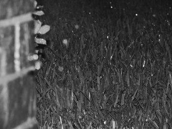 Close-up of snow on field