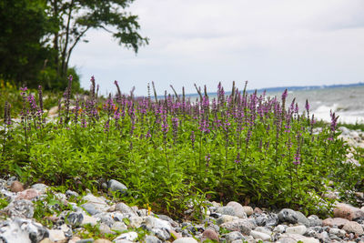 Plants growing on field