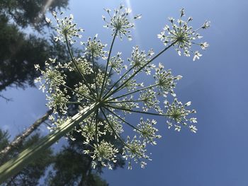 Low angle view of flowering plant against blue sky