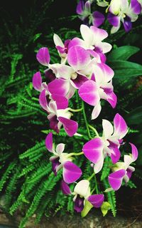 Close-up of pink flowers