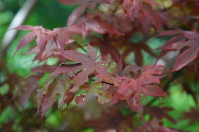 Close-up of maple leaves