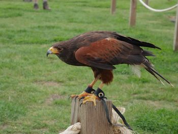 Close up of an hawk