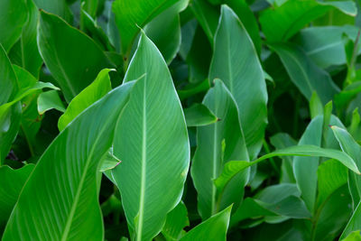 Full frame shot of fresh green leaves