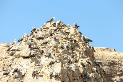 Birds colonies by ballestas island, national reserve park, paracas, peru
