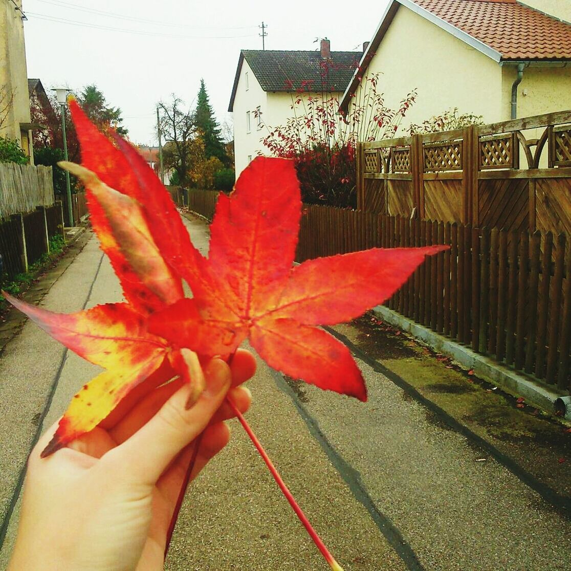 autumn, change, leaf, built structure, person, building exterior, architecture, orange color, season, part of, maple leaf, unrecognizable person, holding, umbrella, day, red, cropped