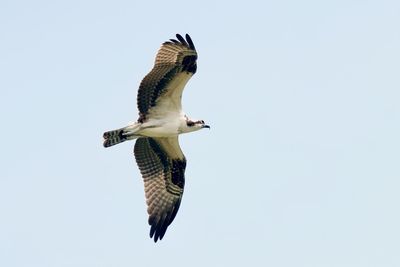 Osprey in flight