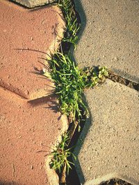 Plants growing in the background
