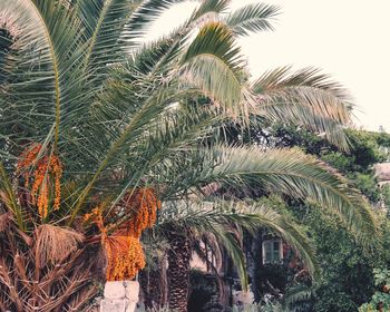 Low angle view of palm trees against clear sky