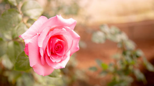 Close-up of pink rose