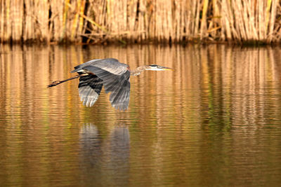 Great blue heron flying over lake