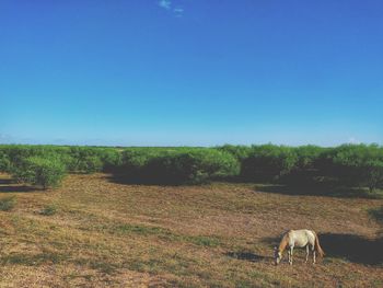 Horse grazing on field against clear sky