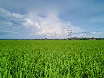 Scenic view of agricultural field against sky