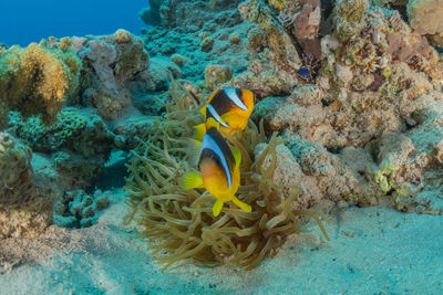 Fish swimming in sea