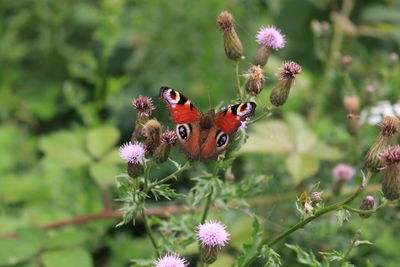 Close-up of butterfly pollinating on purple flower