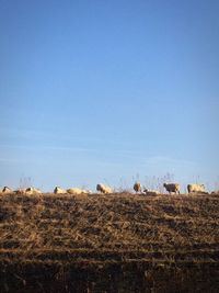 Hay bales on landscape against clear blue sky