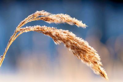 Close-up of stalks against sky