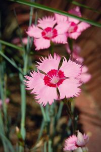 Close-up of pink flowers