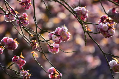 Close-up of pink flowers on branch