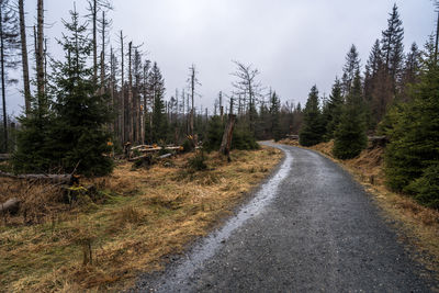 Road amidst trees in forest against sky