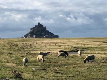 Horses in a field