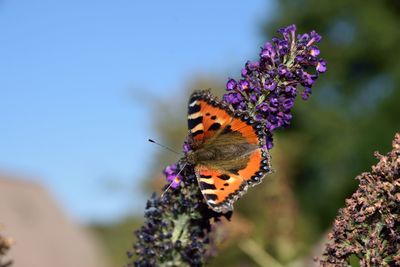 Close-up of butterfly pollinating on purple flower