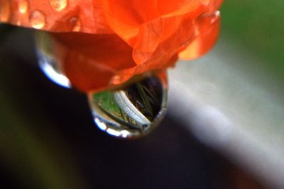 Close-up of water drops on flower