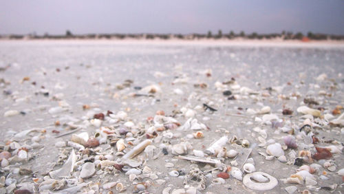 Close-up of shells on beach against sky