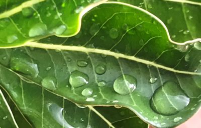 Close-up of wet leaves