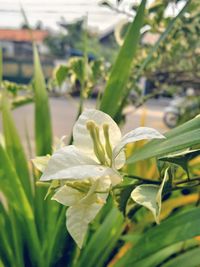 Close-up of plant