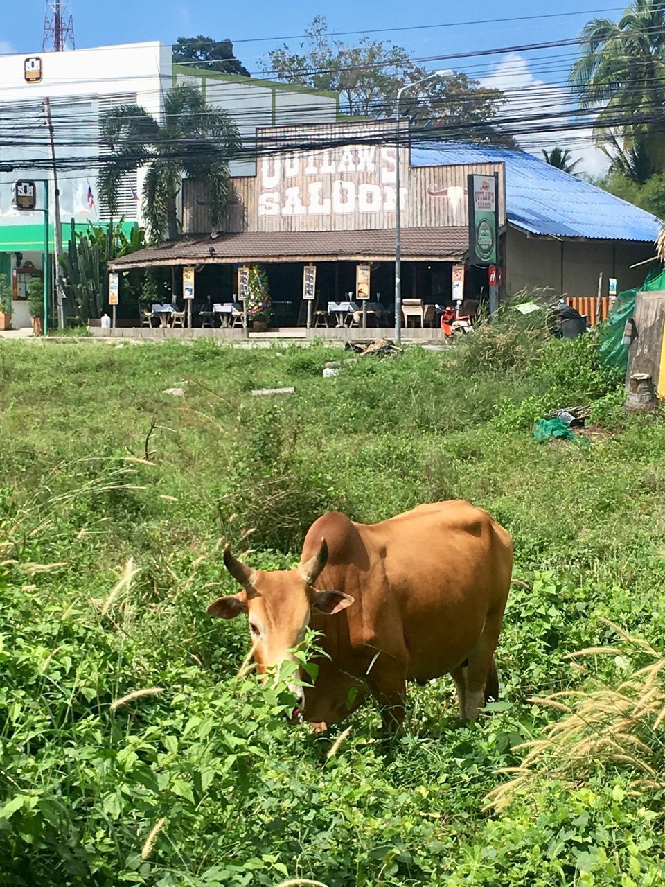 COWS ON FIELD AGAINST TREES