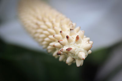 Close-up of white flowering plant