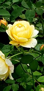 Close-up of yellow rose