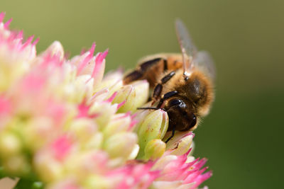 Close-up of bee on pink flower