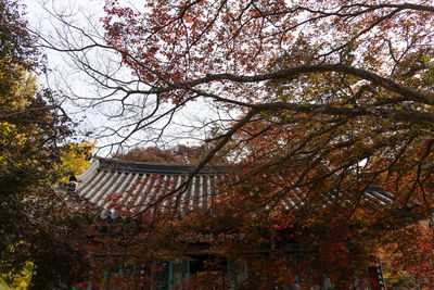 Low angle view of cherry tree against building