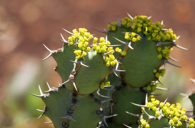 Close-up of prickly pear cactus