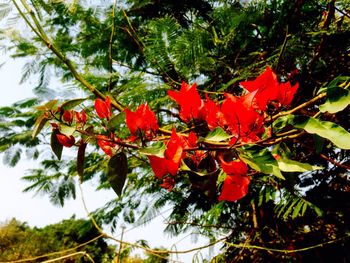 Low angle view of red flowers