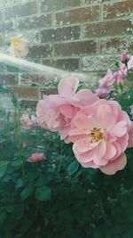 Close-up of pink flower