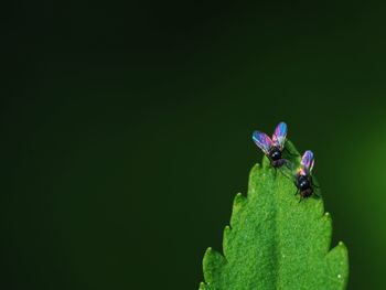 Close-up of fly on leaf against black background